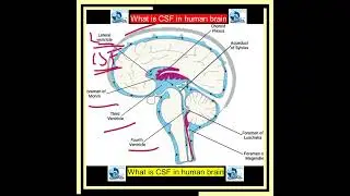 What is CSF in human brain #function #circulation #cerebrum #humanbrain #medicalstudent #medical#yt