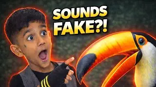 10 Toucan Facts That Sound Fake (But Aren&rsquo;t)