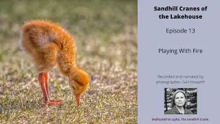 Special Announcement - Playing With Fire - Sandhill Cranes of the Lakehouse - Episode 14