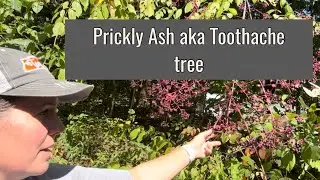 Prickly Ash aka The toothache tree