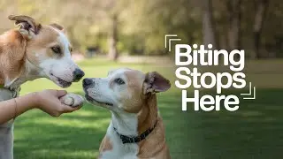 STOP Your Dog's BITING Habit Right Now!