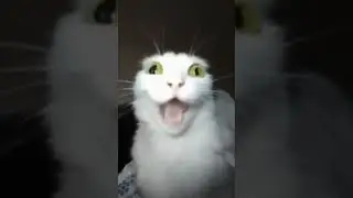 Super Idol cat (random meme). #memes