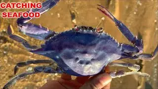 Catching Seafood | Go catch fresh seafood at low tide at the beach, shrimp, crab, fish, squid, snail