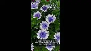Groovy Plants Ranch 🔥 Представляем Osteo Blue Ice &mdash; одно из самых интересных новинок за последние...