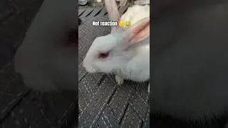 Not reaction 😞😂 #shortvideos #shortvideo #viralshorts #viral #trending #pets #shorts #reels #short