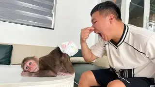 Cubis Monkey Calls Dad for Help Because His Diaper Is Full