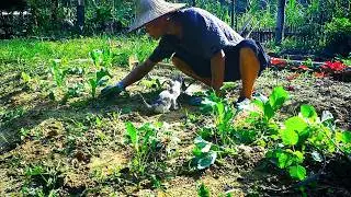 Simple Farm Life - Cats, Weeding, Fertilizing & Watering Vegetables