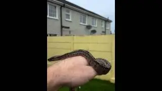 Sonoran dwarf boa