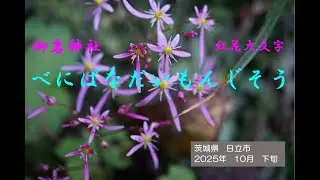 ベニバナダイモンジソウ（御岩神社）