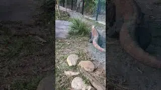 Komodo Dragon being fed at Brevard Zoo