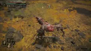 How to use Festering Bloody Finger and invading another world in Offline Elden Ring