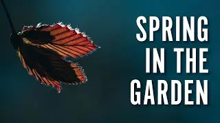 Spring Photos at Bellevue Botanical Garden with Fujifilm X-H2S and XF 70-300mm