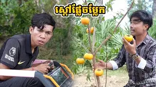 រឿង ស្ដៅផ្លែចម្លែក
