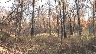 Shot Placement and Deer Recovery