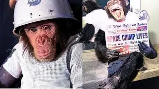 Ham the Astro Chimp's Top Secret Space Mission Revealed!