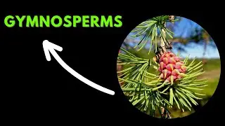 Discovering Gymnosperms | Nature's Unique Seed-Bearing Wonders
