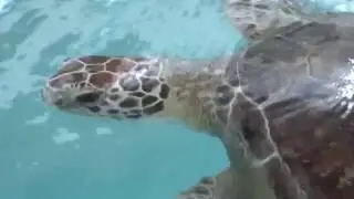 Whitney Lab releases Cisco the sea turtle