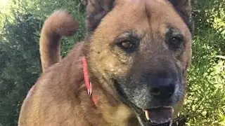 Shelter dog stories: Meet Lobo ADOPTED