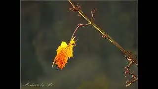 MASCHA KALÉKO ~ Ein welkes Blatt…