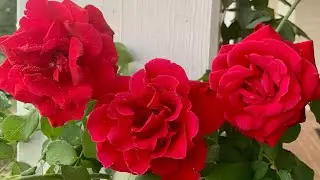 ☔️ Don Juan - best all rounder climbing rose #smallgarden #redrose #christmas