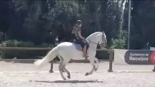PRE stallion for Sale - ZIAN &ndash; Advanced & Comfortable (7 y/o &ndash; 1.65 m &ndash; For Amateur Riders &ndash; Spain)