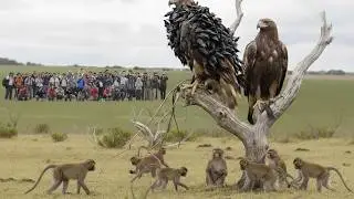 Ученые выпустили двух гарпий на остров, населенный обезьянами, &mdash; результаты шокировали их.