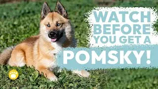 Pomsky Temperament: A Closer Look at Pomeranian-Husky Characteristics