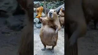 Oh My God😰Wait for End😂When capybara sings like human😳 #animals #ai #funny #chicken