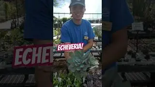 Echeveria ~ SummerWinds Nursery AZ