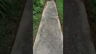 sidewalk revival