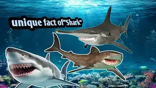 Unique Facts of Shark | Learn to know sea animals | for children and all of us