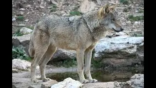 Canis lupus signatus - LOBO IB&Eacute;RICO