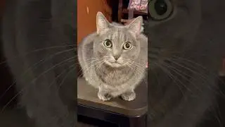 🐾 Cute Cats Being Absolutely Adorable! | Funny Cat Video | Cuteness Overload 🐾