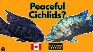 15 Peaceful Cichlids... On a Scale of 1-5