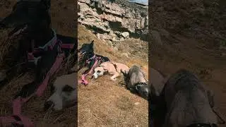 3 Tired Sighthounds On a Walk 🤣