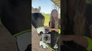 FV43 Ultimate UV Veil &ndash; Full Coverage for Sun-Sensitive Horses