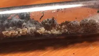 How To Move Ant Colonies Between Test Tubes