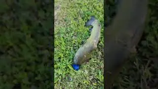 Strike King Rage Bug Catches Catfish! #shorts