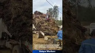 Peanut harvest: harvesting peanuts with a peanut harvesting machine