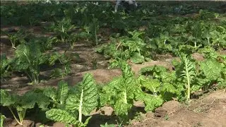 Grow More, Earn More with Continental Seeds