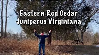 Eastern Red Cedar: Juniperus Virginiana