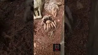 #arizona #blonde #Aphonopelma #chalcodes #short #shorts #shortsvideo #tarantula #arachnid #spider