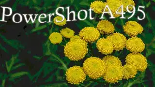 Canon PowerShot A495 photography video.