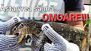 Am adus și varanul cu pete galbene! Echipa de varani este completă!