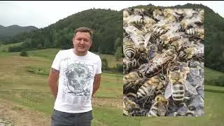 Krainka Słoweńska to Carniolan, Polska tylko ma jedną Dobrą - matki pszczele pawluk.net.pl