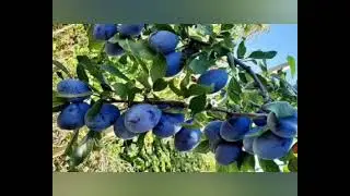 ripe plums