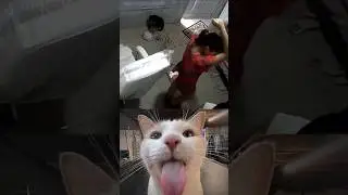 Got revenge 😎 #cat #meme #funny