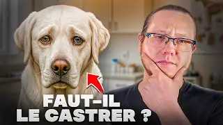 Faut-il vraiment CASTRER / ST&Eacute;RILISER ses CHIENS ?