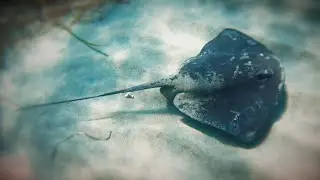 How the 'Stingray Shuffle' Could Keep You From Getting Stung