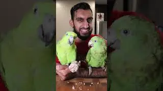 Can Parrots Eat CHICKEN?